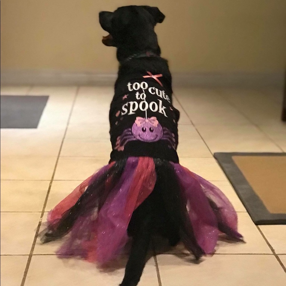 Halloween costume (dog not included)